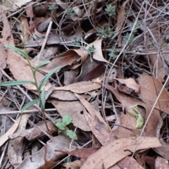 Bunochilus umbrinus (ACT) = Pterostylis umbrina (NSW) (Broad-sepaled Leafy Greenhood) at Aranda, ACT by CathB