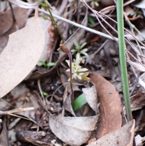 Cyanicula caerulea at Aranda, ACT - suppressed