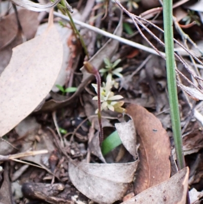 Cyanicula caerulea (Blue Fingers, Blue Fairies) at Aranda, ACT - 21 Aug 2024 by CathB