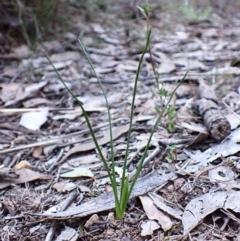 Diuris chryseopsis (Golden Moth) at Cook, ACT - 21 Aug 2024 by CathB