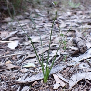 Diuris chryseopsis at Cook, ACT - suppressed