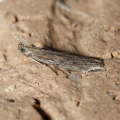 Meyrickiella homosema (Grey Snout Moth) at Harrison, ACT - 24 Aug 2024 by DPRees125