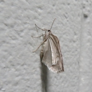 Lepidoptera unclassified ADULT moth at Tharwa, ACT - 24 Aug 2024 07:32 PM