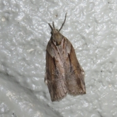 Epiphyas asthenopis (A Tortricid moth) at Tharwa, ACT - 24 Aug 2024 by Christine