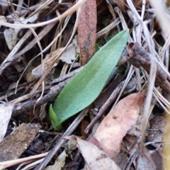 Glossodia major (Wax Lip Orchid) at Cook, ACT - 24 Aug 2024 by CathB