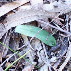 Glossodia major at Cook, ACT - 24 Aug 2024