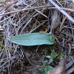 Glossodia major at Cook, ACT - 24 Aug 2024