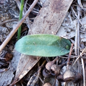 Glossodia major at Cook, ACT - 24 Aug 2024