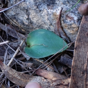 Eriochilus cucullatus at Cook, ACT - 24 Aug 2024