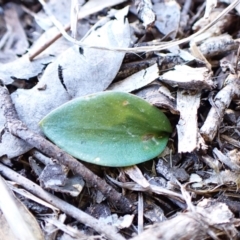 Eriochilus cucullatus at Cook, ACT - suppressed