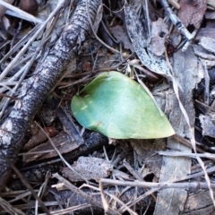 Eriochilus cucullatus at Cook, ACT - suppressed