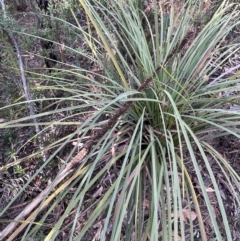 Xanthorrhoea concava (Grass Tree) at Bulee, NSW - 24 Jul 2024 by JaneR