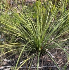 Xanthorrhoea concava at Bulee, NSW - 24 Jul 2024