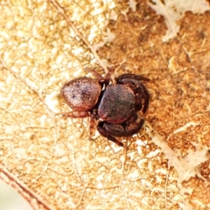 Simaethula sp. (genus) at Aranda, ACT - 20 Aug 2024