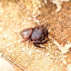 Simaethula sp. (genus) at Aranda, ACT - 20 Aug 2024