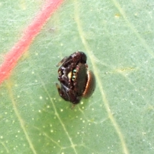 Simaethula sp. (genus) at Aranda, ACT - 20 Aug 2024