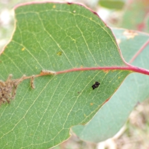 Simaethula sp. (genus) at Aranda, ACT - 20 Aug 2024