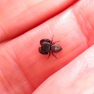 Simaethula sp. (genus) at Aranda, ACT - 20 Aug 2024