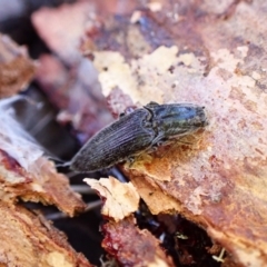 Elateridae sp. (family) at Aranda, ACT - 6 Aug 2024 by CathB