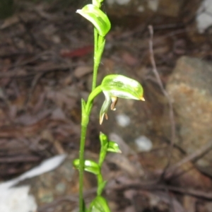 Bunochilus montanus (ACT) = Pterostylis jonesii (NSW) at Cotter River, ACT - 24 Aug 2024