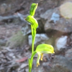 Bunochilus montanus (ACT) = Pterostylis jonesii (NSW) at Cotter River, ACT - 24 Aug 2024