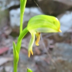 Bunochilus montanus (ACT) = Pterostylis jonesii (NSW) at Cotter River, ACT - 24 Aug 2024