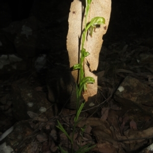 Bunochilus montanus (ACT) = Pterostylis jonesii (NSW) at Cotter River, ACT - 24 Aug 2024