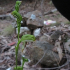 Bunochilus montanus (ACT) = Pterostylis jonesii (NSW) at Cotter River, ACT - 24 Aug 2024