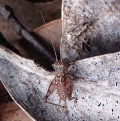 Eurepa marginipennis (Mottled bush cricket) at Aranda, ACT - 13 Aug 2024 by CathB