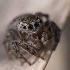 Maratus proszynskii at Tennent, ACT - 25 Aug 2024 by patrickcox