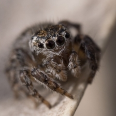 Maratus proszynskii at Tennent, ACT - 24 Aug 2024 by patrickcox