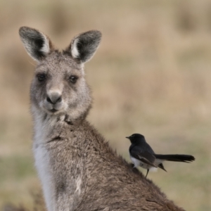 Macropus giganteus at Rendezvous Creek, ACT - 25 Aug 2024 04:46 PM