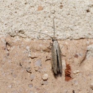 Tineidae (family) at Harrison, ACT - suppressed