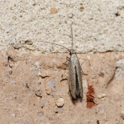 Tineidae (family) (Clothes moths (Tineidae)) at Harrison, ACT - 24 Aug 2024 by DPRees125