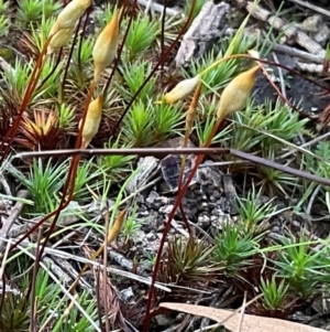 Dawsonia (genus) at Denman Prospect, ACT - 22 Aug 2024