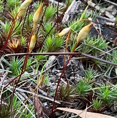 Dawsonia (genus) (A moss) at Denman Prospect, ACT - 22 Aug 2024 by Jennybach