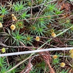 Dawsonia (genus) at Denman Prospect, ACT - 22 Aug 2024