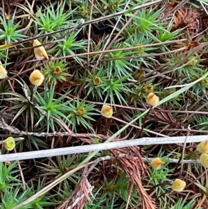 Dawsonia (genus) at Denman Prospect, ACT - 22 Aug 2024