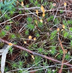 Dawsonia (genus) at Denman Prospect, ACT - 22 Aug 2024