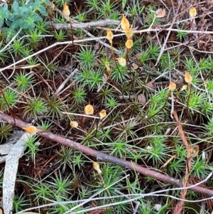 Dawsonia (genus) at Denman Prospect, ACT - 22 Aug 2024