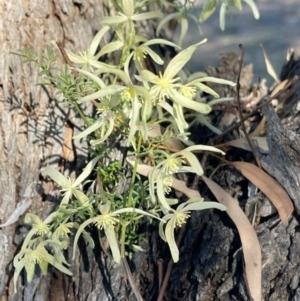 Clematis leptophylla at Kambah, ACT - 25 Aug 2024 04:53 PM