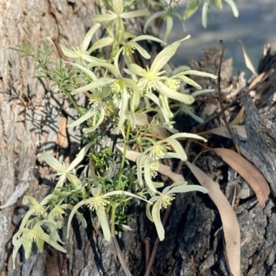 Clematis leptophylla (Small-leaf Clematis, Old Man's Beard) at Kambah, ACT - 25 Aug 2024 by LinePerrins