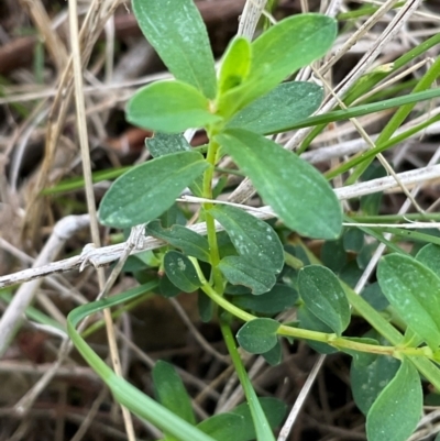 Hypericum perforatum (St John's Wort) at Denman Prospect, ACT - 22 Aug 2024 by Jennybach