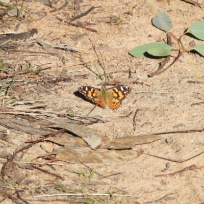 Vanessa kershawi (Australian Painted Lady) at Kambah, ACT - 24 Aug 2024 by LineMarie