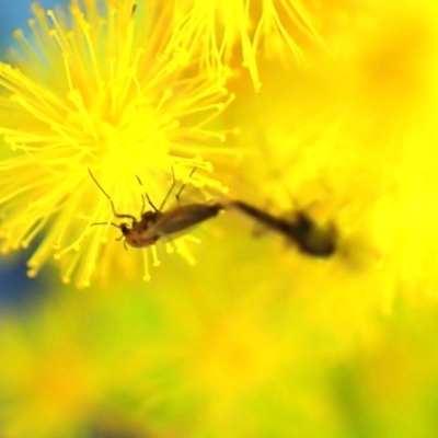 Bibionomorpha (infraorder) (Unidentified Gnat, Gall Midge or March Fly) at Cook, ACT - 24 Aug 2024 by CathB