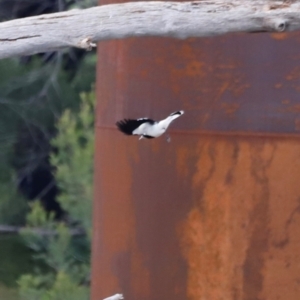 Grallina cyanoleuca at Whitlam, ACT - 25 Aug 2024