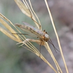 Chironomidae (family) (Non-biting Midge) at Aranda, ACT - 21 Aug 2024 by CathB