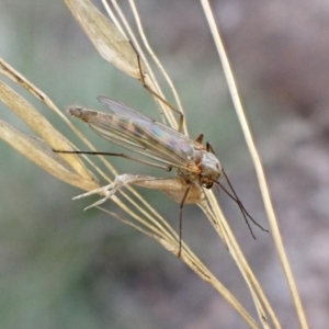 Chironomidae (family) at Aranda, ACT - 21 Aug 2024