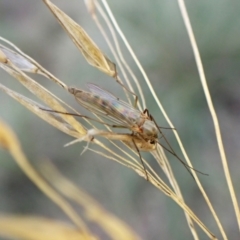 Chironomidae (family) at Aranda, ACT - 21 Aug 2024