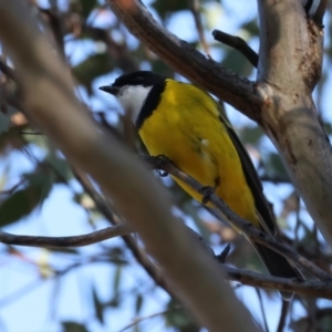 Pachycephala pectoralis at Ainslie, ACT - 24 Aug 2024